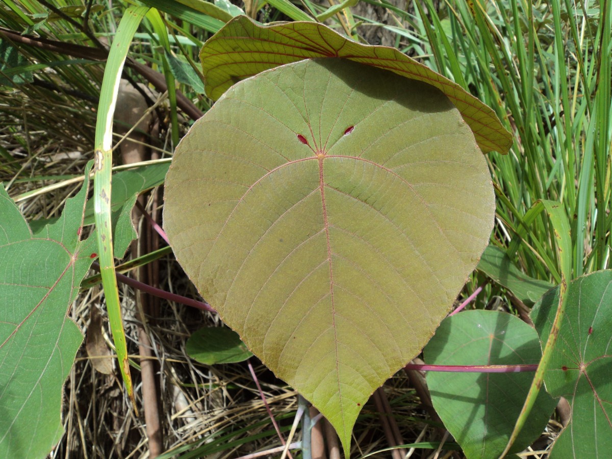 Macaranga indica Wight